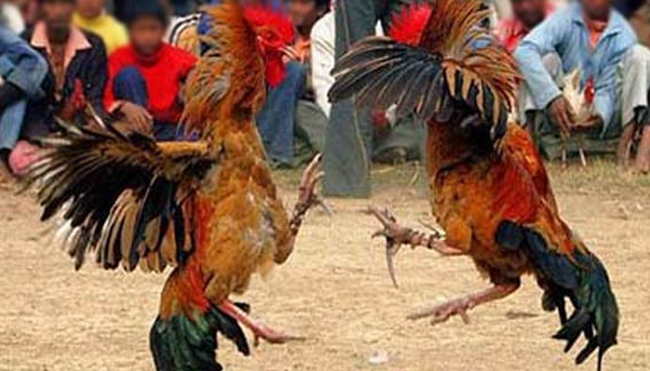 Mengenal Ciri Utama Ayam Aduan Bermain Sabung Ayam Online